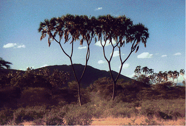 树（Trees）